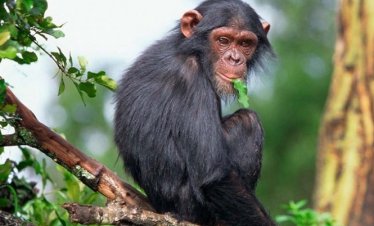 2 Days Rwanda chimpanzee Trekking Safari