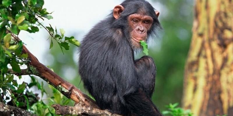 2 Days Rwanda chimpanzee Trekking Safari
