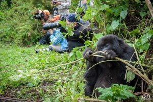 Primate trekking in Rwanda