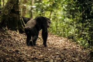 2 days Rwanda chimpanzee trekking
