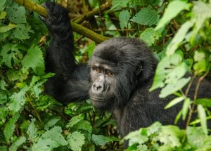 Rwanda Gorilla Tours