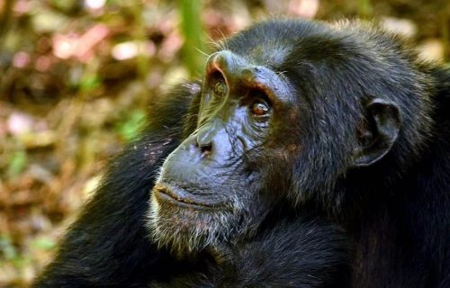 chimpanzee-habituation-experience