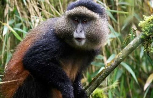 12 Days Uganda Rwanda Gorilla and Wildlife Safari