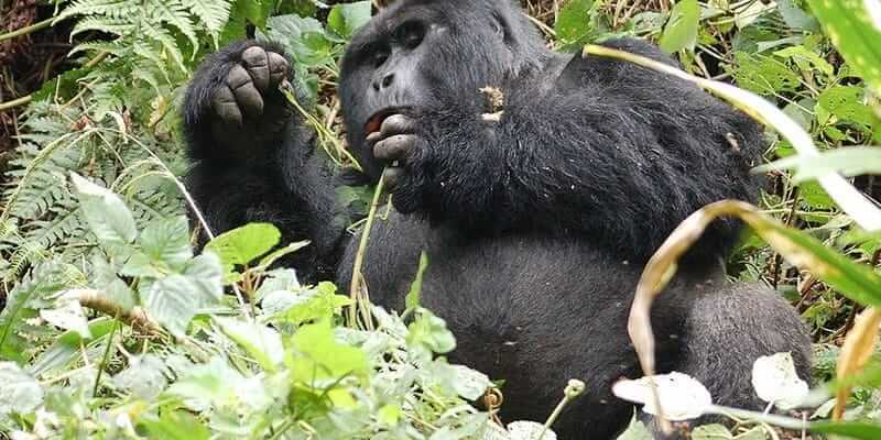 Cost Of Gorilla Permits In Rwanda