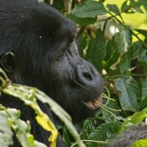 1 Day Gorilla Trek Rwanda