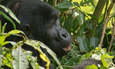 1 Day Gorilla Trek Rwanda