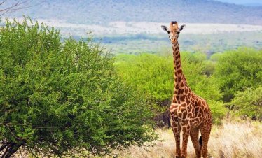 7 Days Uganda Wildlife Safari