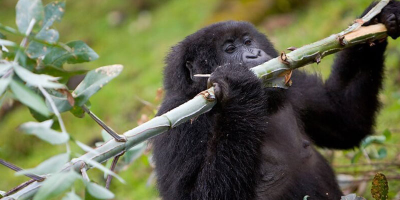 7 Interesting Facts About Mountain Gorillas