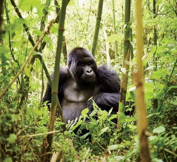 Giant Gorilla in Rwanda Volcanoes