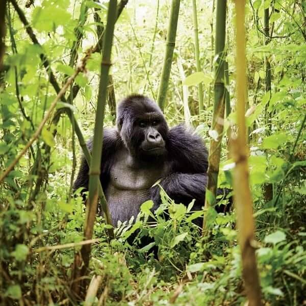 Giant Gorilla in Rwanda Volcanoes