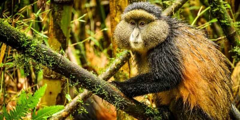 Golden Monkey Trekking In Rwanda