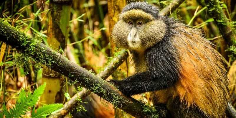 Golden Monkey Trekking in Rwanda