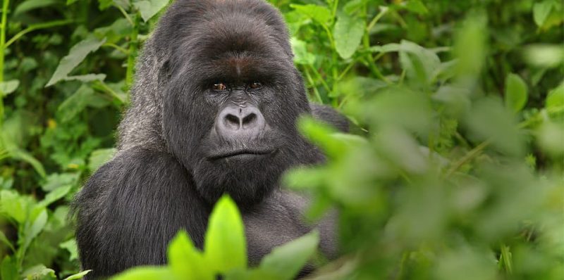 Gorilla Trekking In Uganda