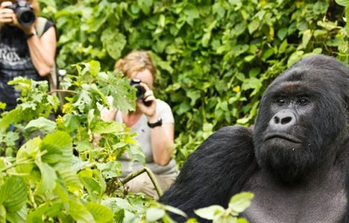 2 Days Rwanda/Uganda Gorilla Tracking Tour