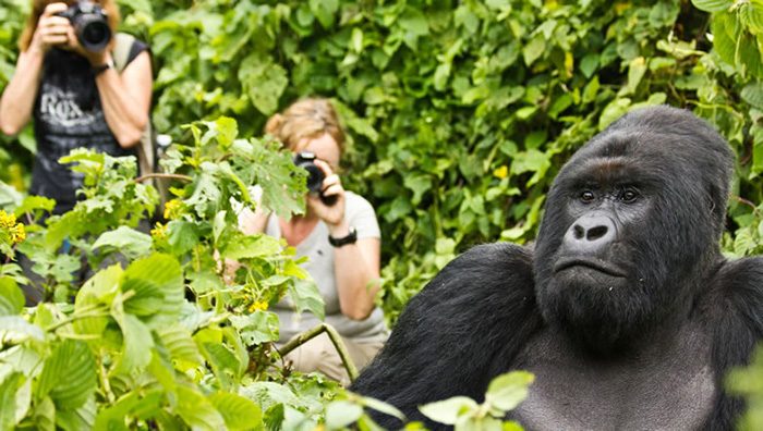2 Days Rwanda/Uganda Gorilla Tracking Tour