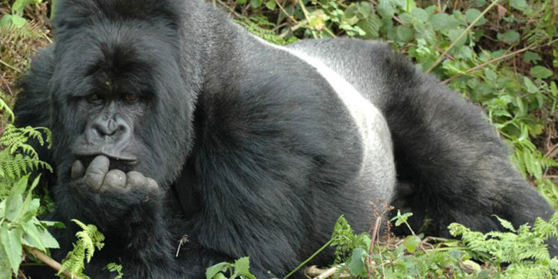 Mountain Gorillas: Ugly But Interestingly Attractive To See