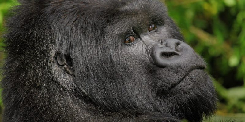 Face of a Mountain Gorilla in Volcanoes, National Park Rwanda