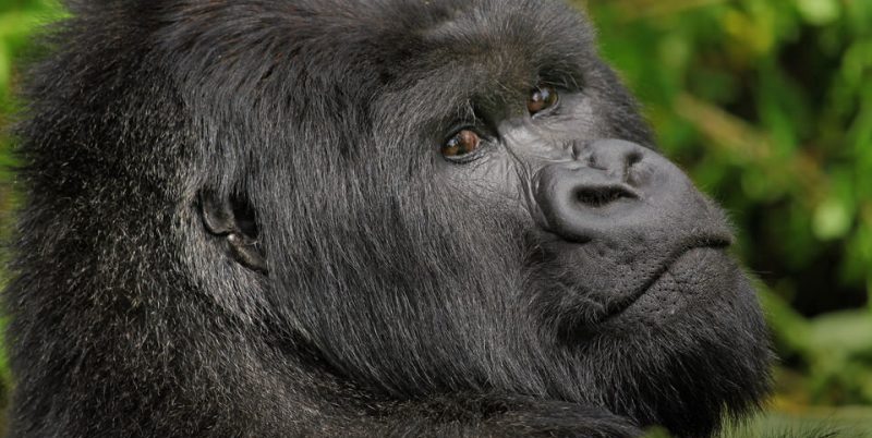 Face Of A Mountain Gorilla In Volcanoes, National Park Rwanda