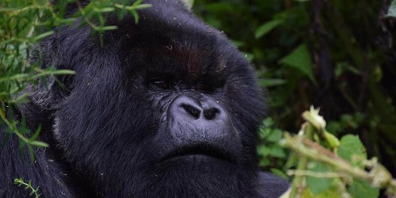 Best time to go gorilla trekking in Rwanda