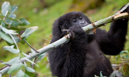 Rwanda Gorilla tours