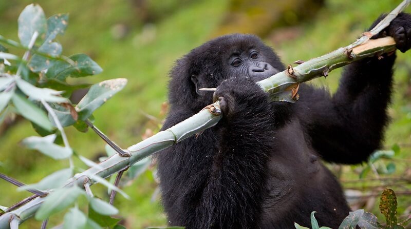 Interesting Facts about Mountain Gorillas