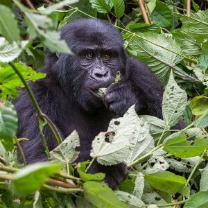 1 Day Gorilla Trek Rwanda