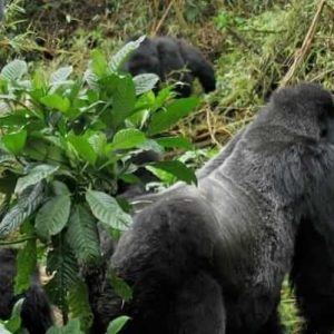 Is Gorilla Trekking Safe In Rwanda And Uganda