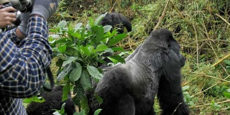 Is Gorilla Trekking Safe?