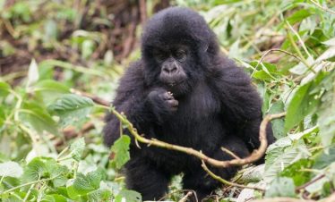 10 Days Rwanda Gorilla Tracking
