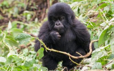 10 Days Rwanda Gorilla Tracking