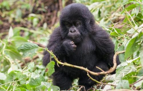 10 Days Rwanda Gorilla Tracking