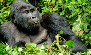 1 Day Uganda Gorilla Tour from Kigali
