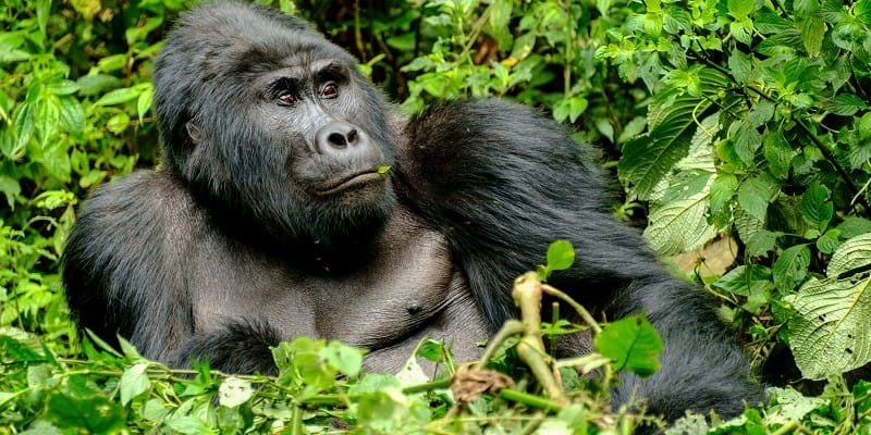 1 Day Uganda Gorilla Tour from Kigali