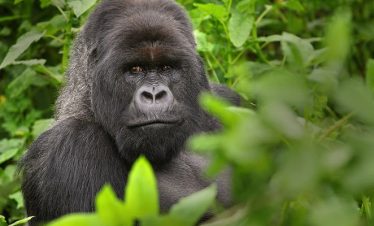 4 Days Rwanda Gorilla Safari