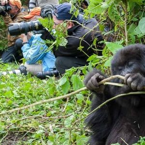 How Difficult Is Gorilla Trekking