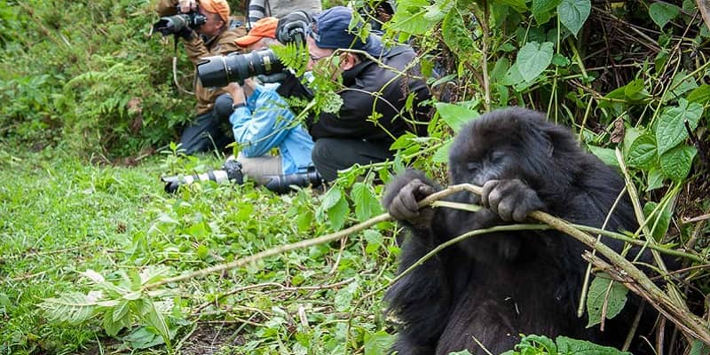 How difficult is gorilla trekking