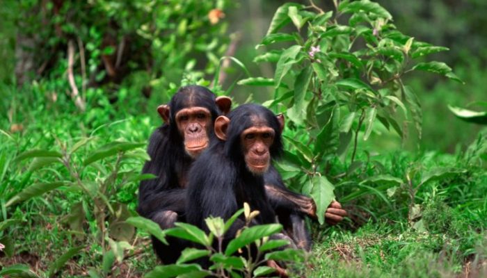 1 day chimpanzee trekking in Rwanda