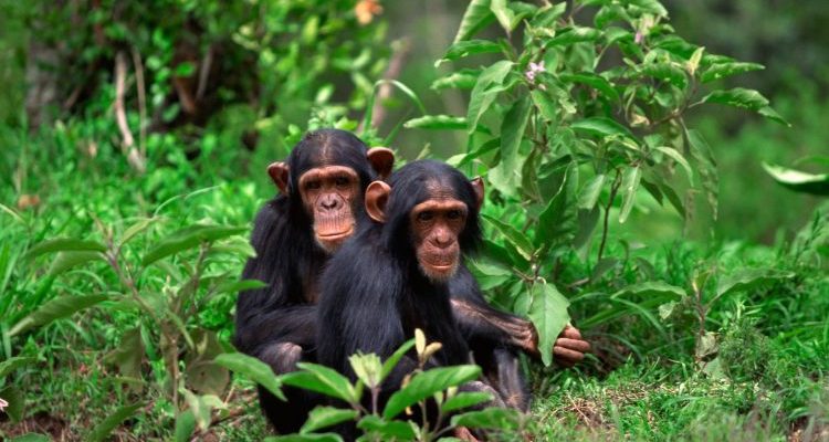 1 day chimpanzee trekking in Rwanda, 2 Days Chimpanzee Trekking Safari Rwanda