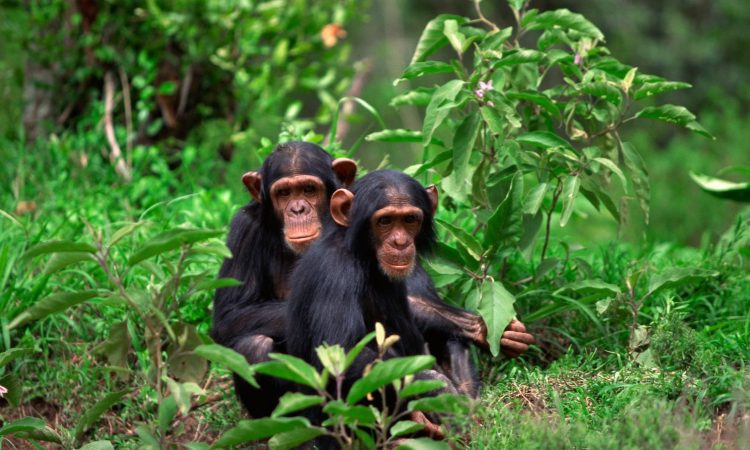 1 Day Chimpanzee Trekking In Rwanda