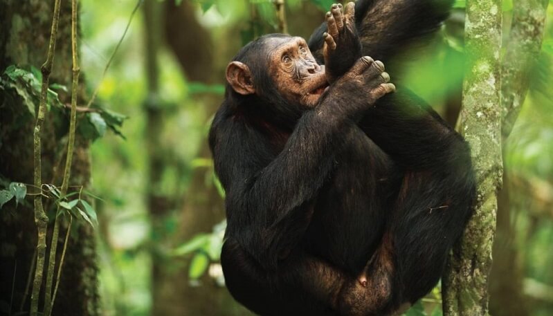 3 days Rwanda chimpanzee trekking safari