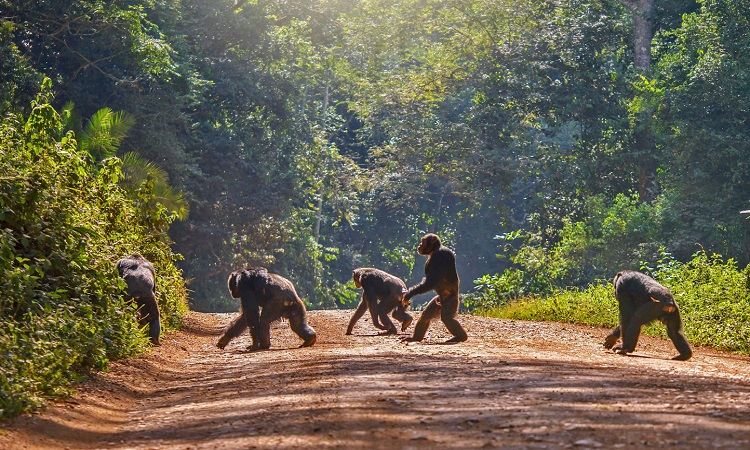 Chimpanzee Trekking In Rwanda Safaris Visit And Tour Rwanda 