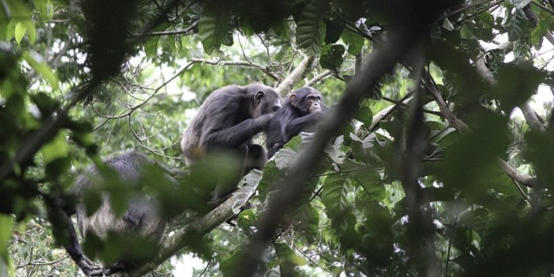 Chimpanzee Habituation Experience