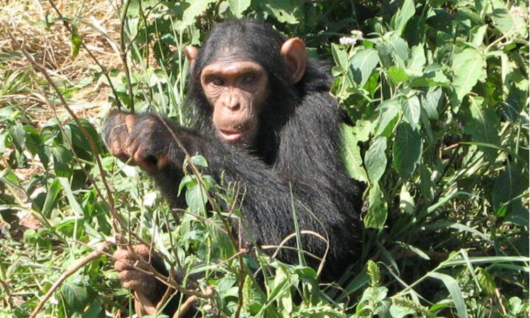 Chimpanzee Trekking In Rwanda Safaris Visit And Tour Rwanda 