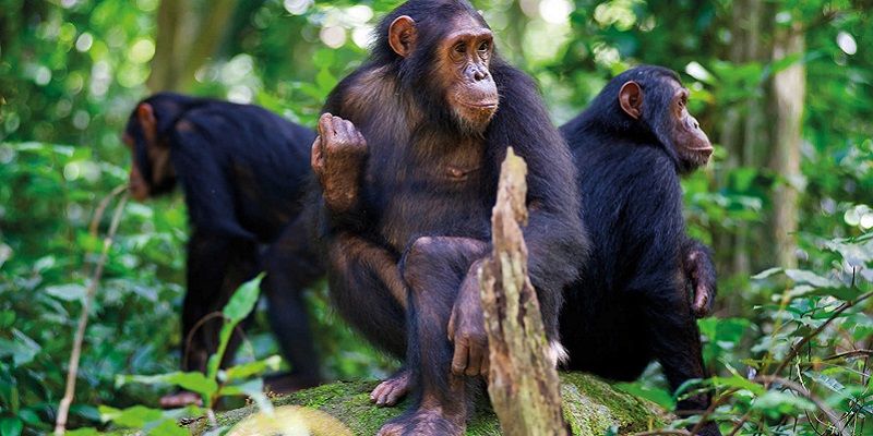 Tips For Chimpanzee Trekking