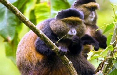 The Questions Usually Asked About Golden Monkey Trekking In Rwanda