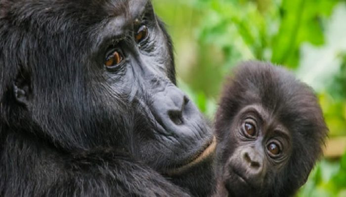 tracking mountain gorillas