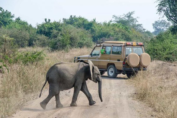 Game driving Experience in Akagera National Park