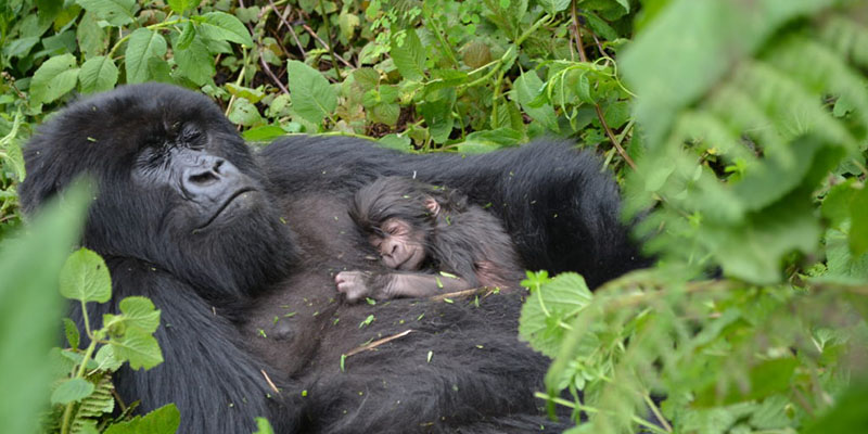 Major Movement Mechanisms Of Gorillas In Rwanda