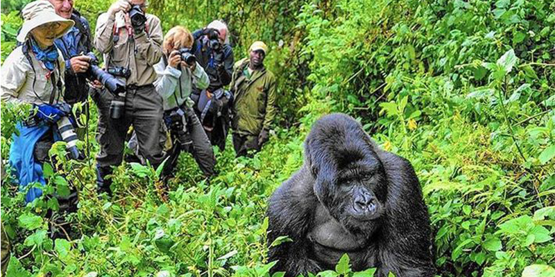 Expectations on a gorilla safari in Rwanda
