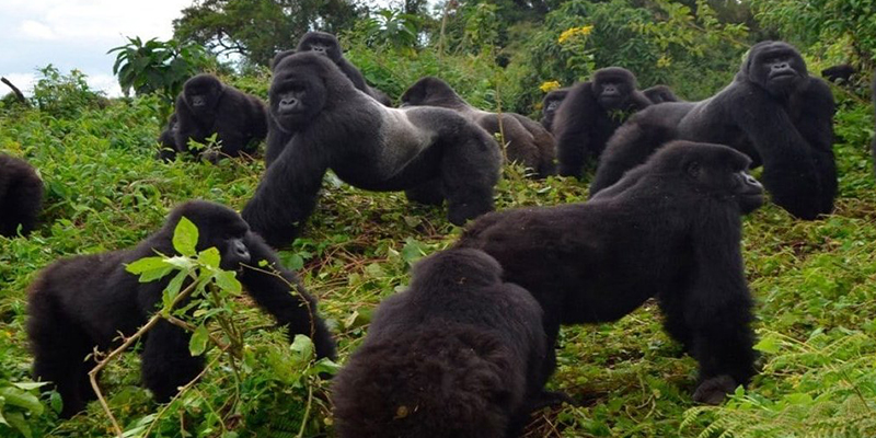 How Old Should A Child Be To Trek Gorillas?